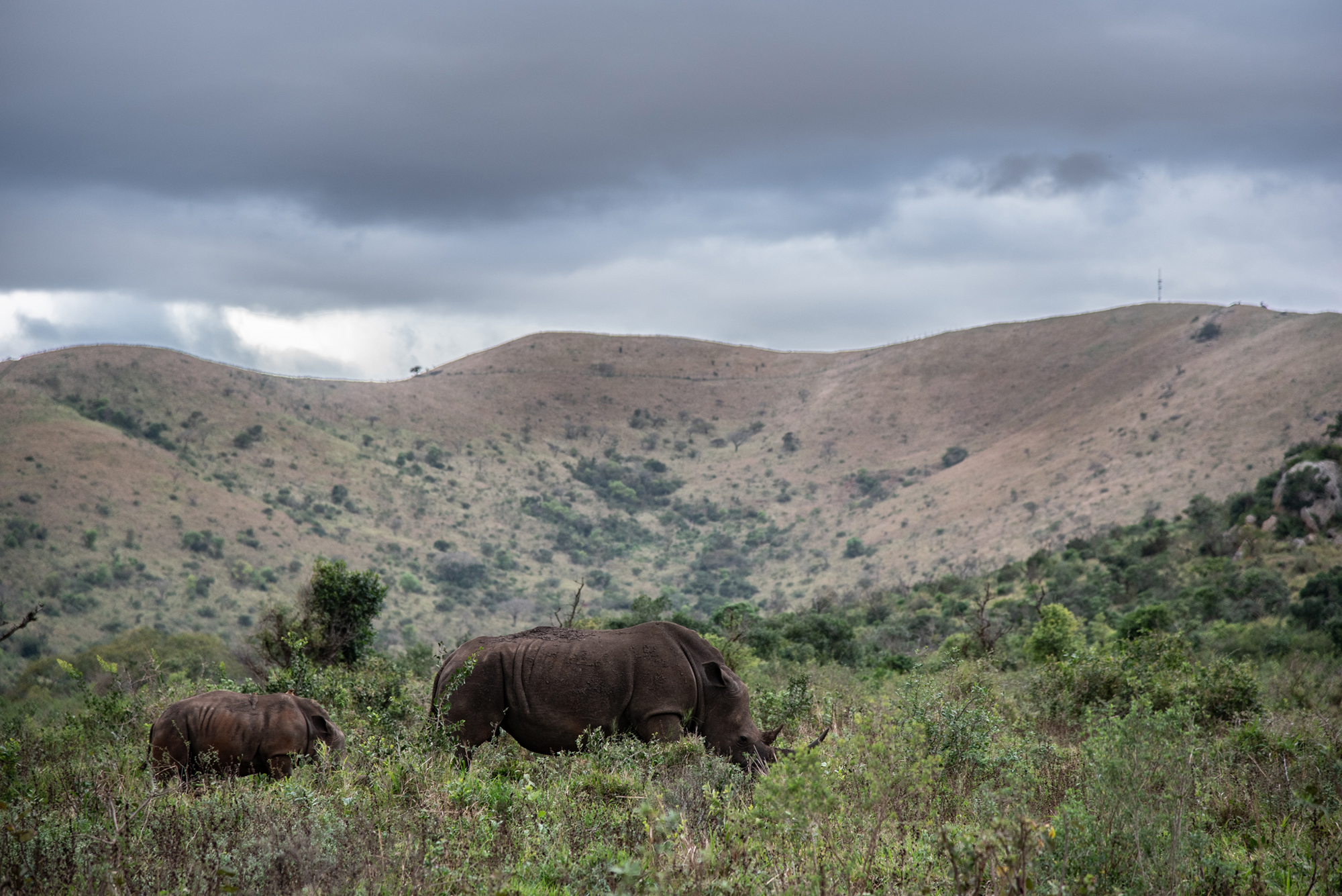 Wildlife Zones to protect all of South Africa's rhino - Peace