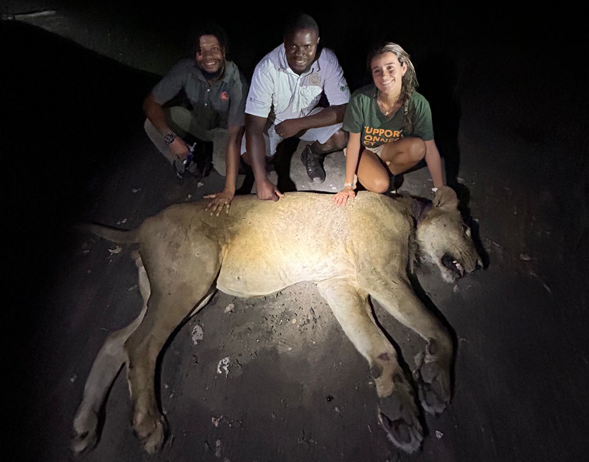 The story of a lion rescue in Zinave National Park - Peace Parks Foundation